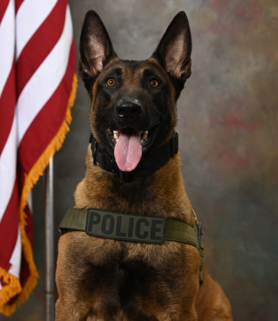 Pelham Police K9 Major poses in front of an American flag. He wears a vest that says 